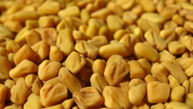 fenugreek-seed