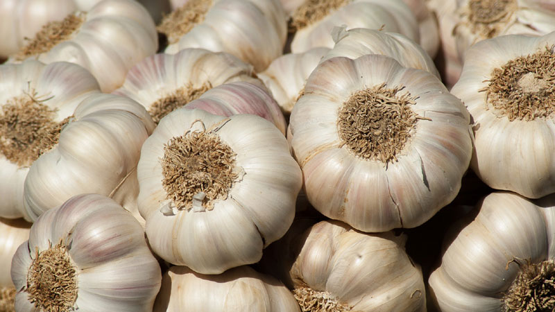 garlic