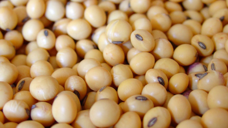 soyabean