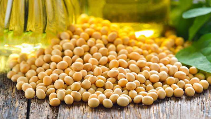 soybean-seed-soybean-oil